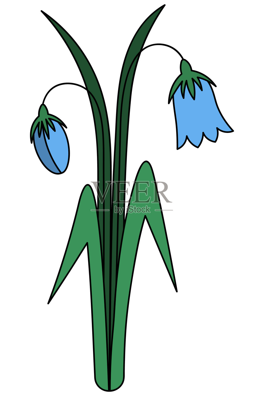 风铃花。精致的蓝色花苞和硕大的绿色叶子插画图片素材