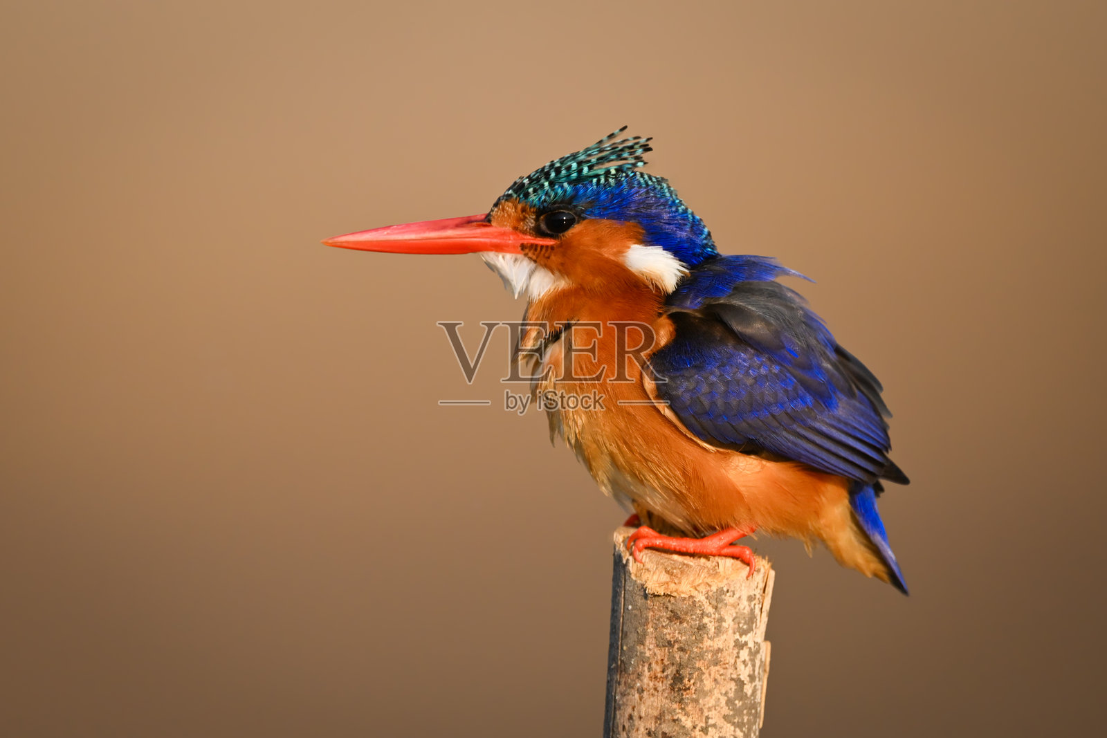 孔雀石翠鸟面向左侧停在标记柱上照片摄影图片