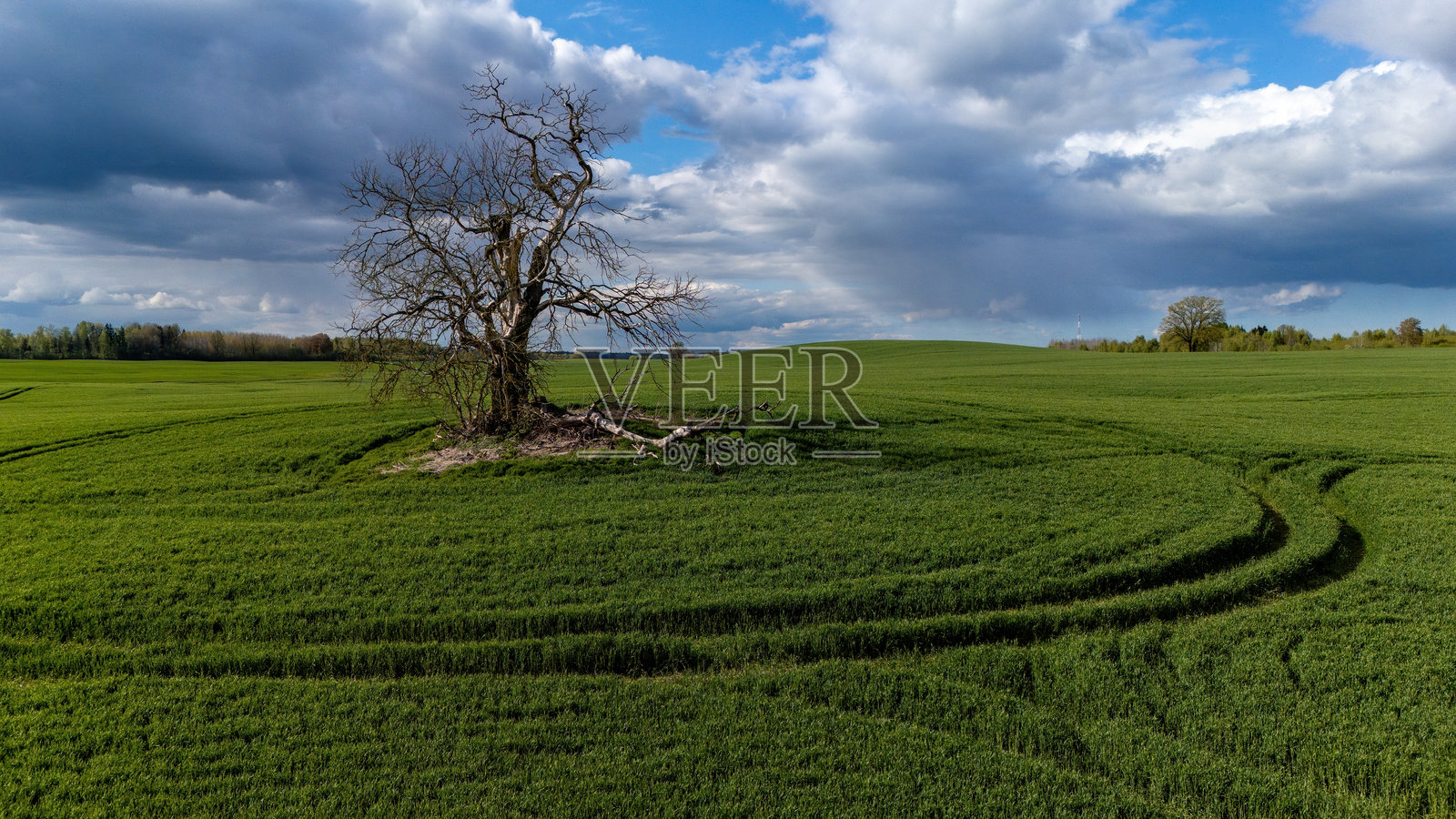 孤独的树木矗立在春天阴云密布的广阔绿野上照片摄影图片