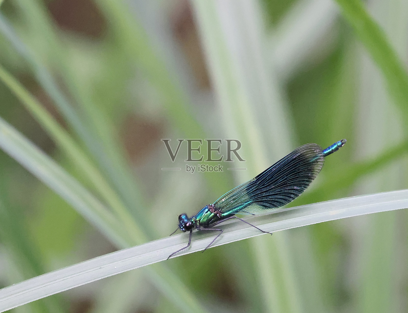 带纹美丽蜻蜓（Calopteryx splendens）雄性照片摄影图片