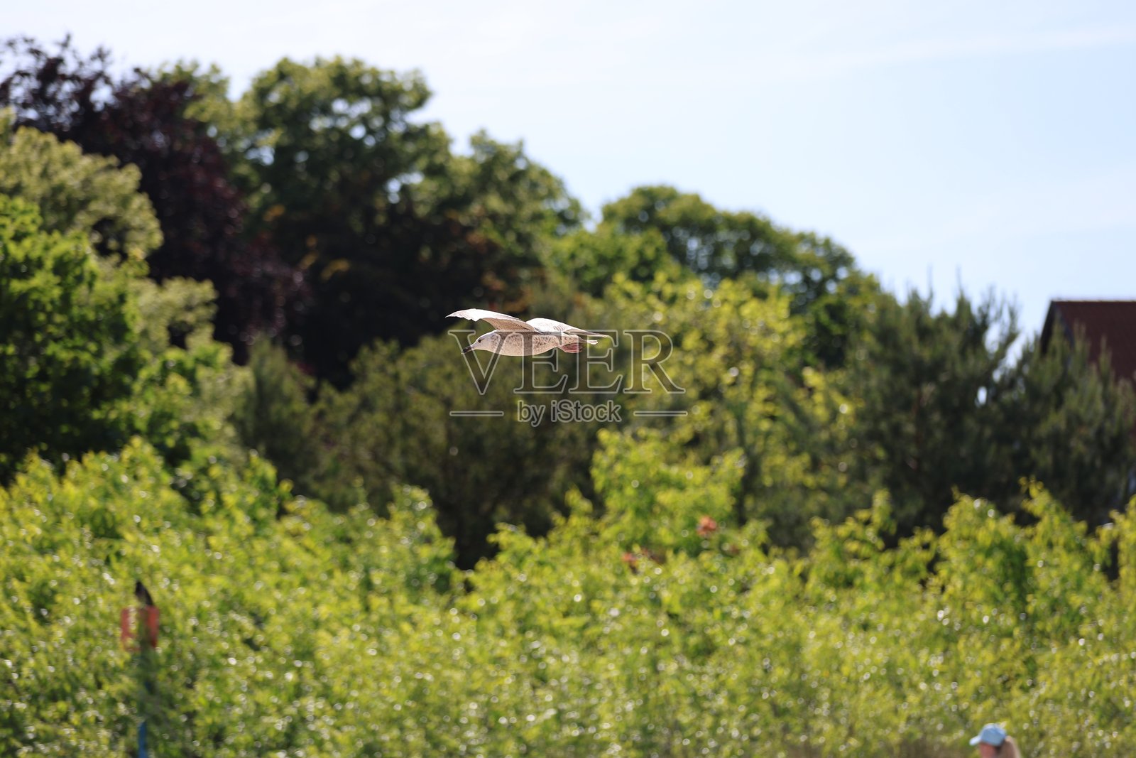 海鸥在蓝天上翱翔，绿树成荫照片摄影图片
