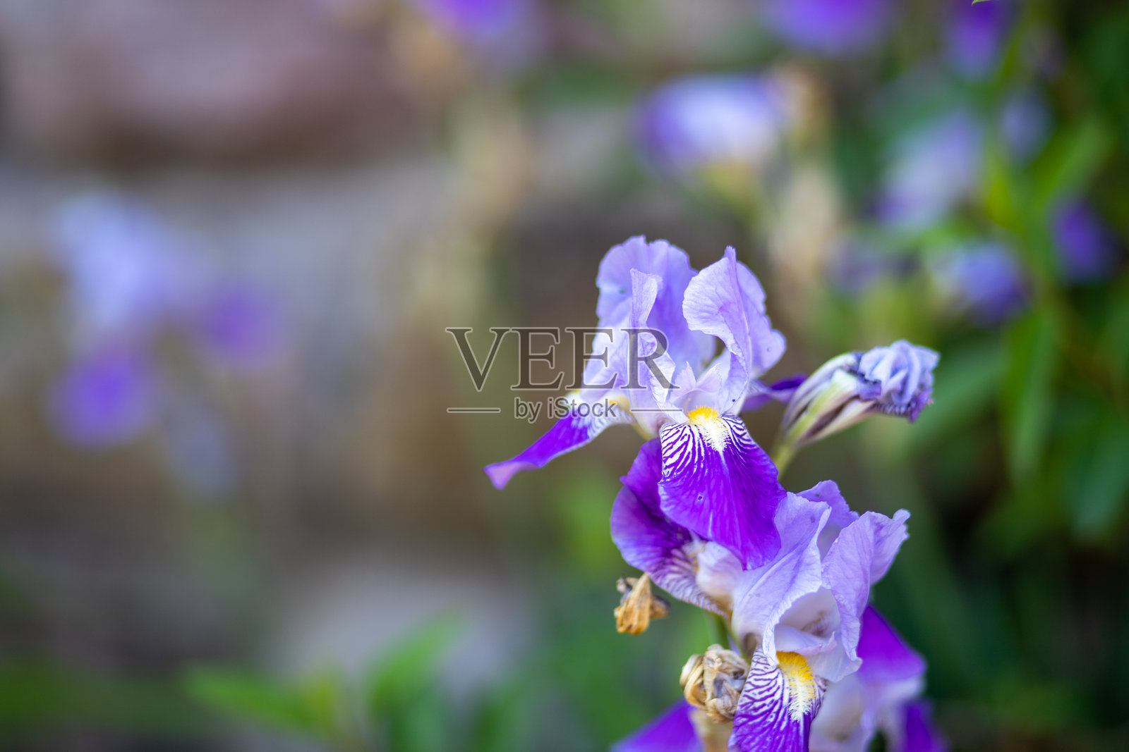美丽的紫色花朵。紫色鸢尾花。属于鸢尾科的开花植物。照片摄影图片