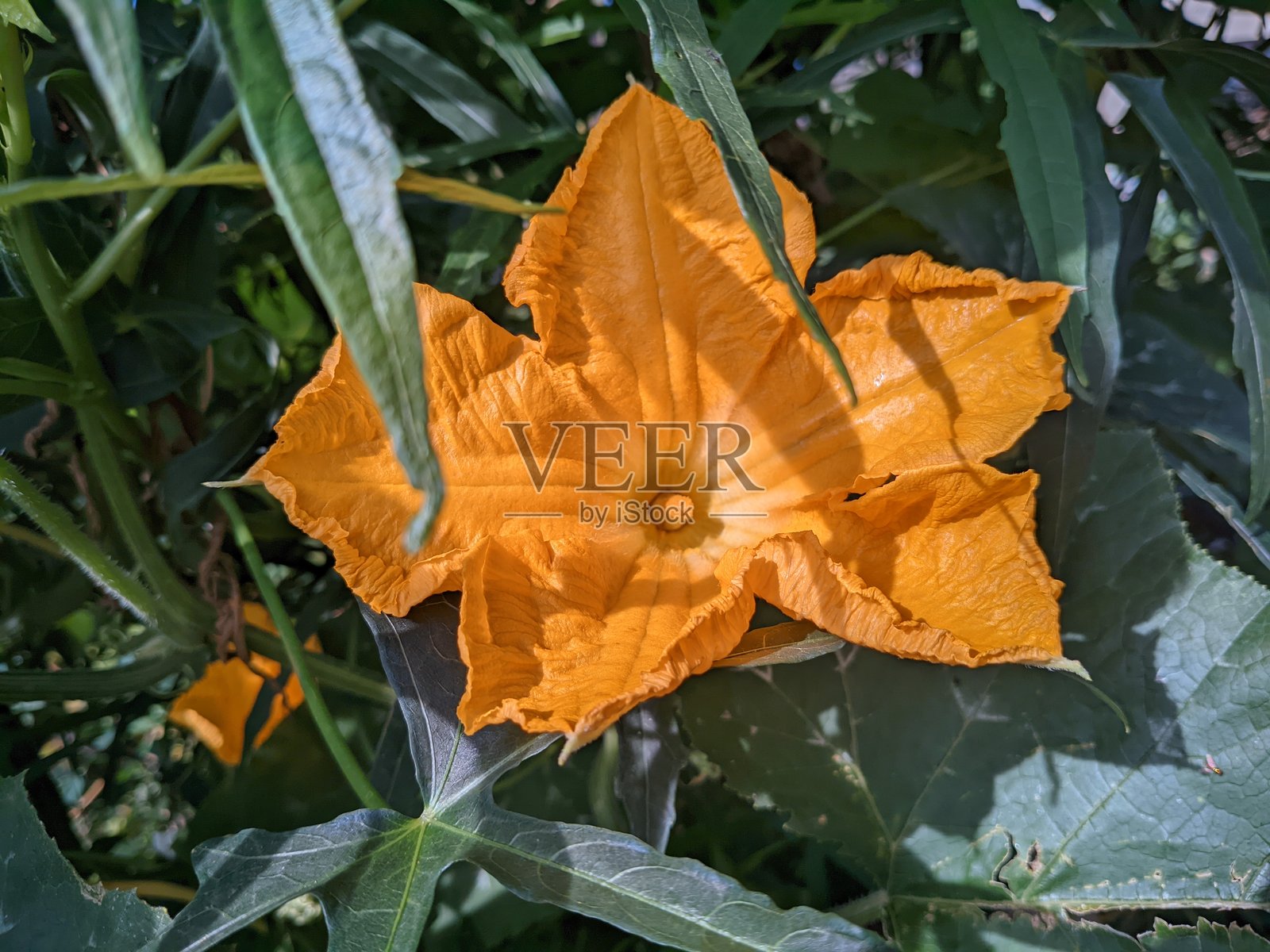 鲜艳的橙色南瓜花在花园中盛开，周围环绕着绿色的叶子。照片摄影图片