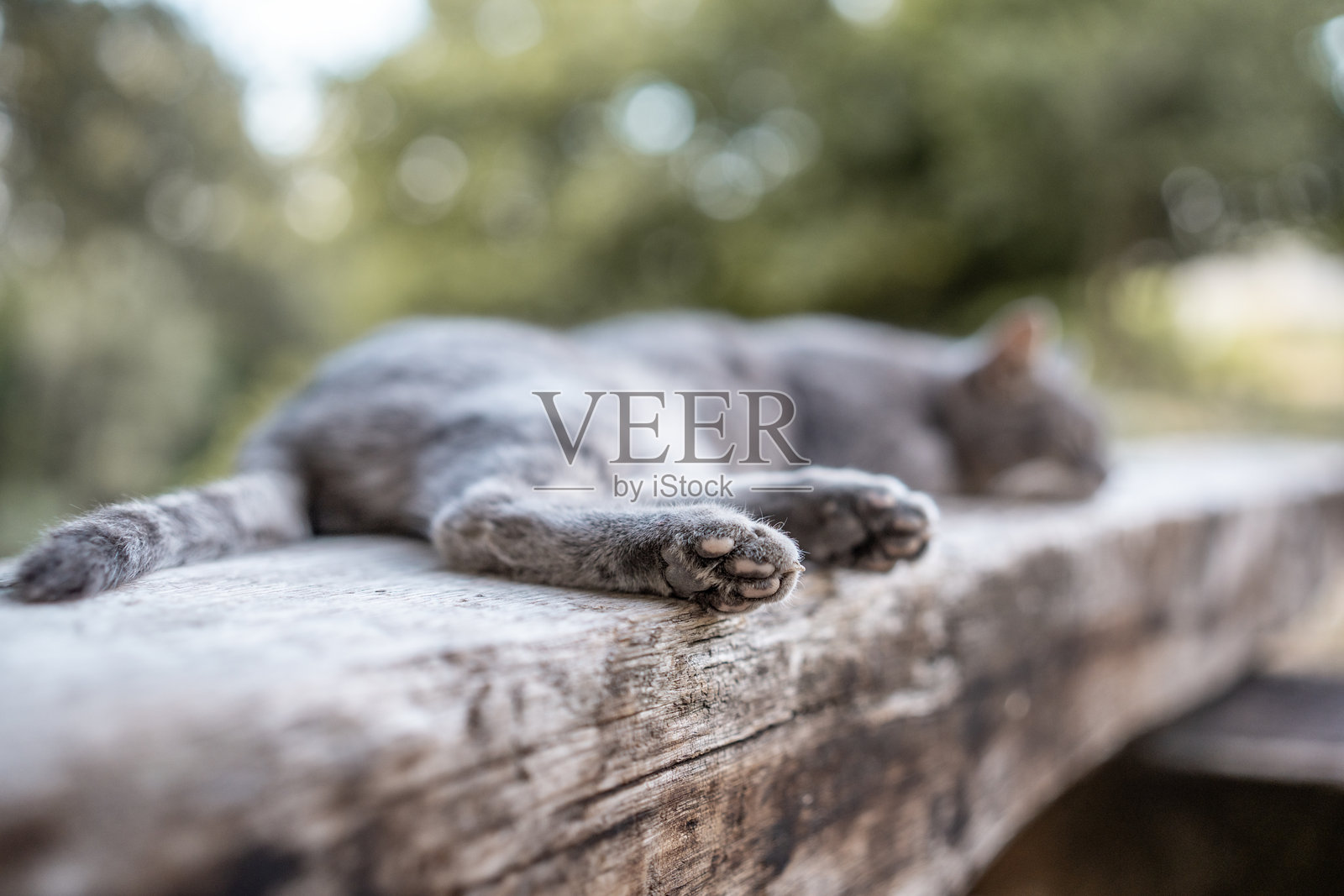 在风化的木质表面上休息的睡猫照片摄影图片