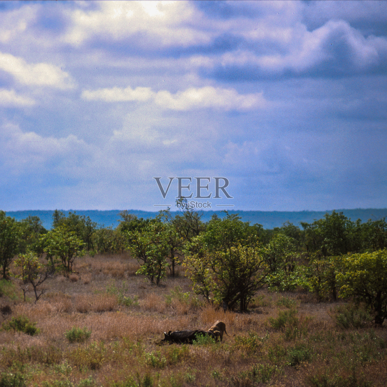 克鲁格国家公园，南非照片摄影图片