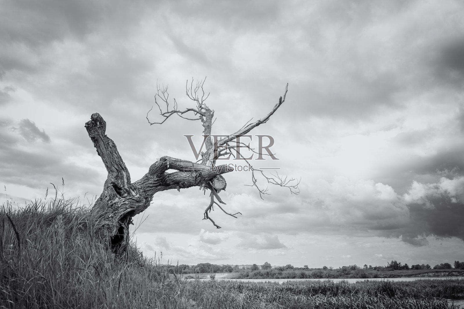 高河岸上的干树，漂亮的云朵照片摄影图片
