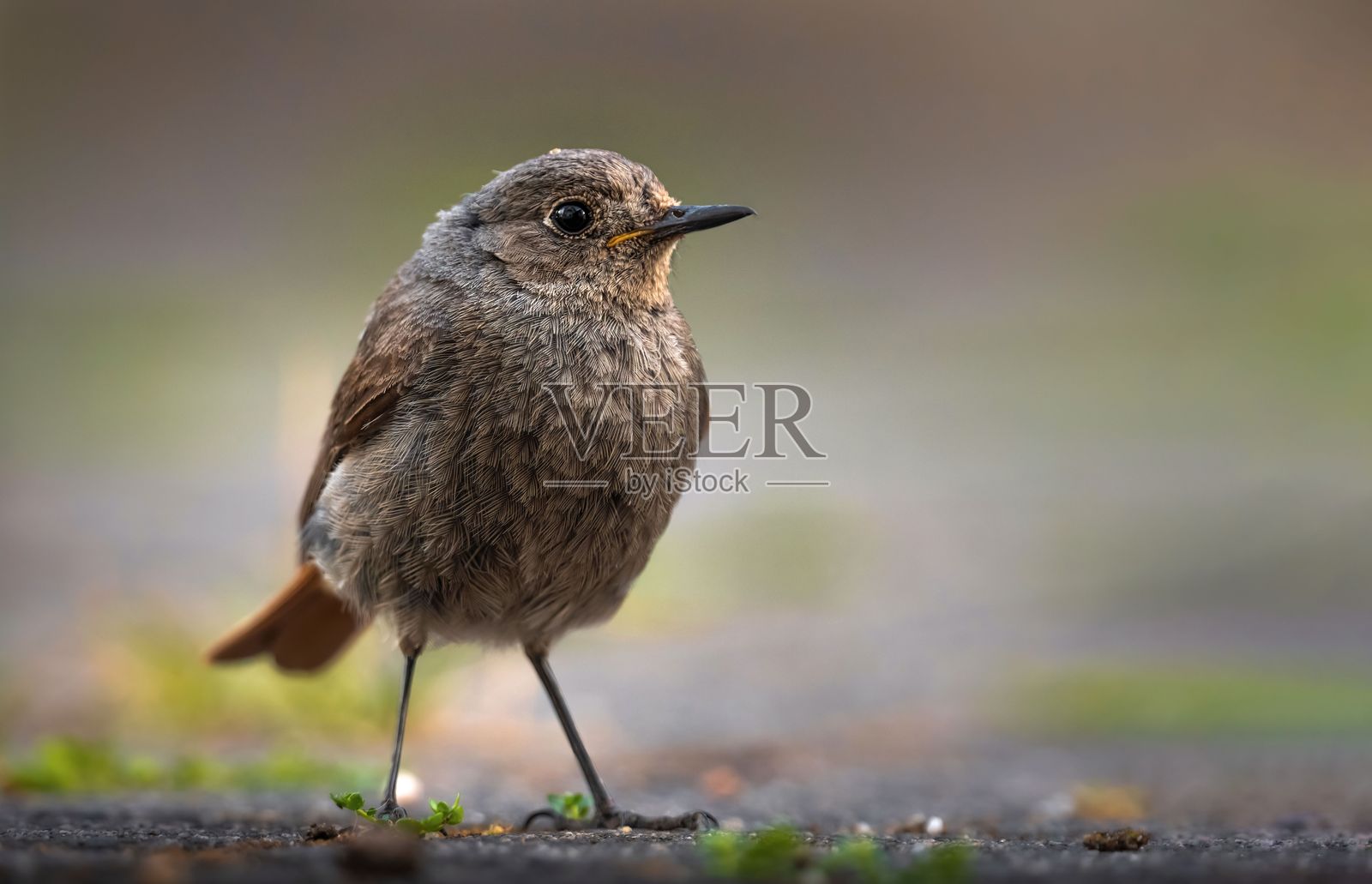 小棕鸟在地面上的特写。照片摄影图片