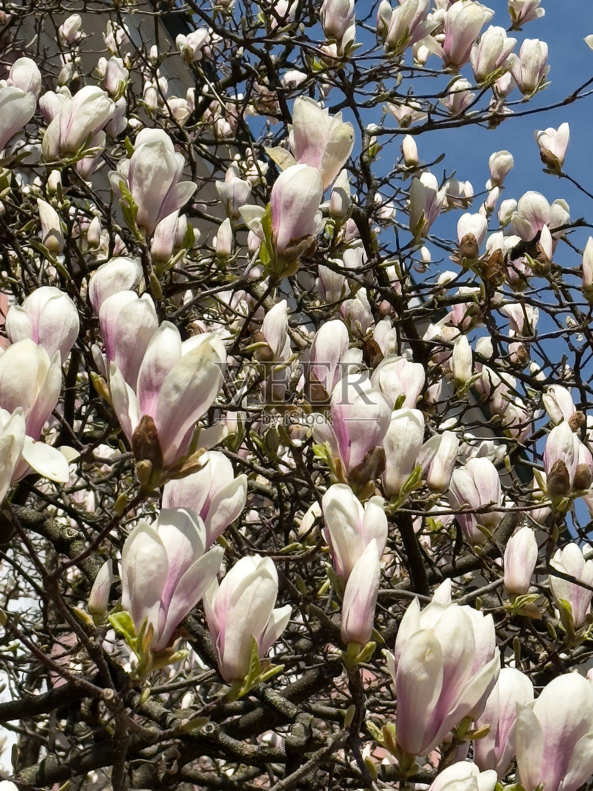 盛开的粉色玉兰花映衬着明亮的天空照片摄影图片