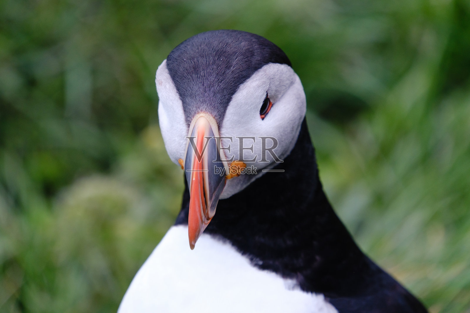 在冰岛阳光明媚的夏日，一只海雀栖息在草地上。照片摄影图片