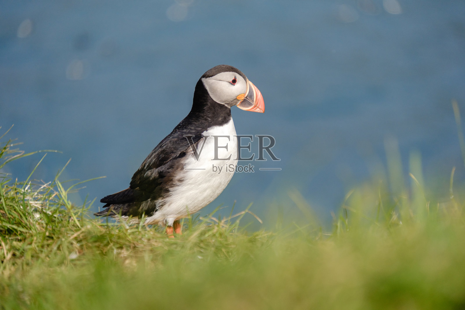 五彩斑斓的海雀栖息在冰岛一处草地悬崖上，蓝天晴朗。照片摄影图片
