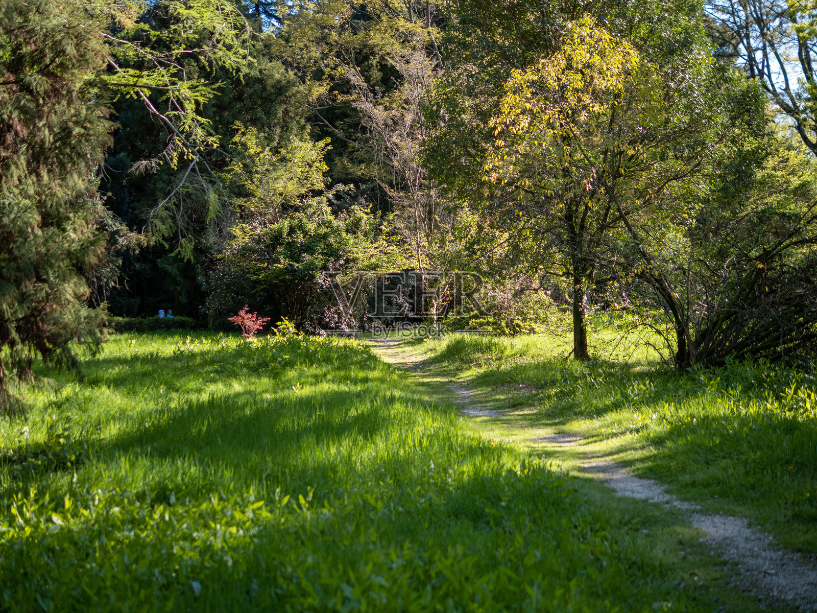 一条穿过森林的小路，中间有一棵树照片摄影图片