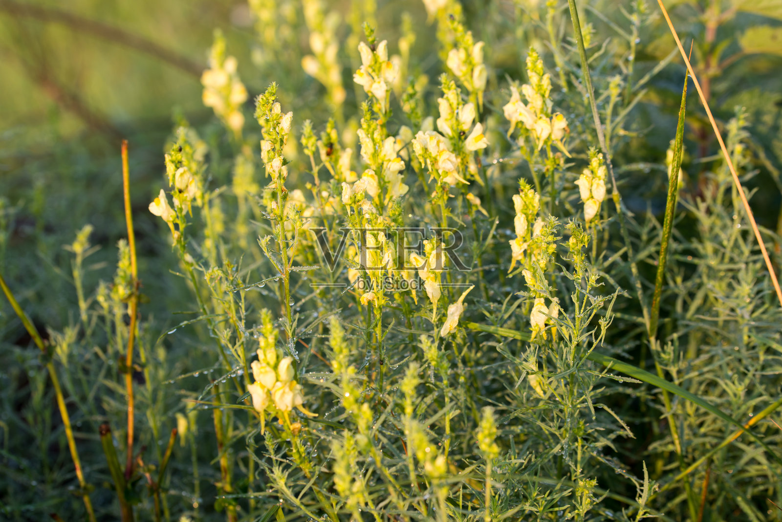 普通龙胆草，Linaria vulgaris，黄色花朵特写选择性聚焦照片摄影图片
