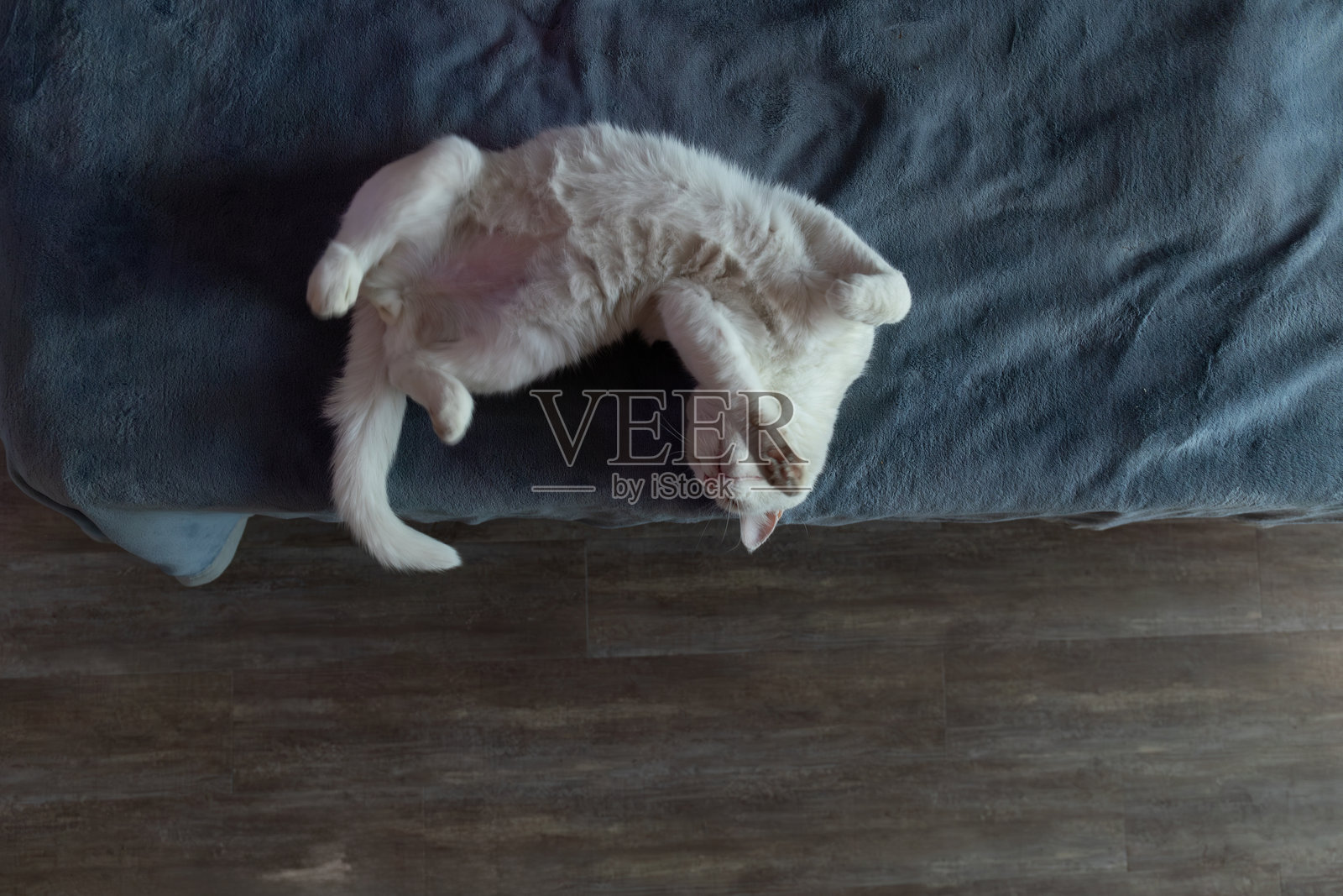 白猫在客厅的蓝色沙发上以顽皮的姿势放松照片摄影图片