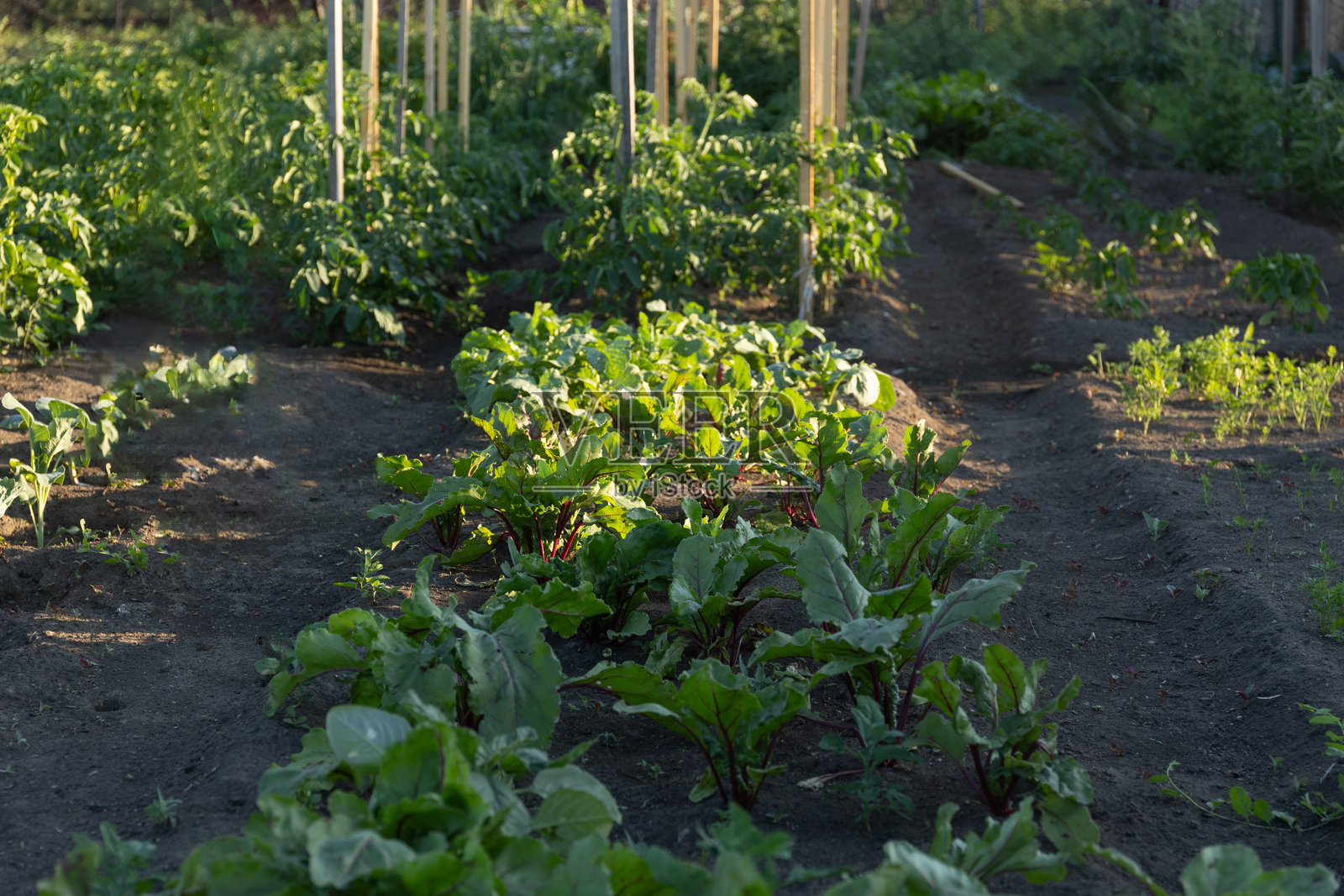 新鲜蔬菜在黄昏的黄金时刻的生机勃勃的花园中茁壮成长照片摄影图片