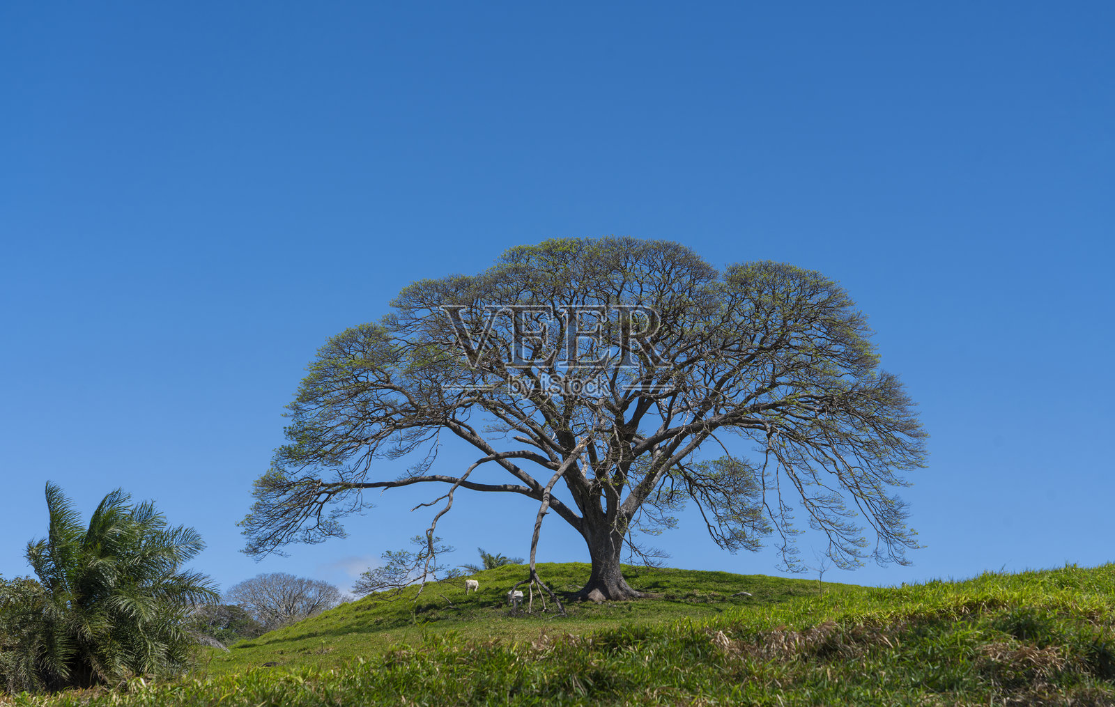 草地上的热带树木照片摄影图片