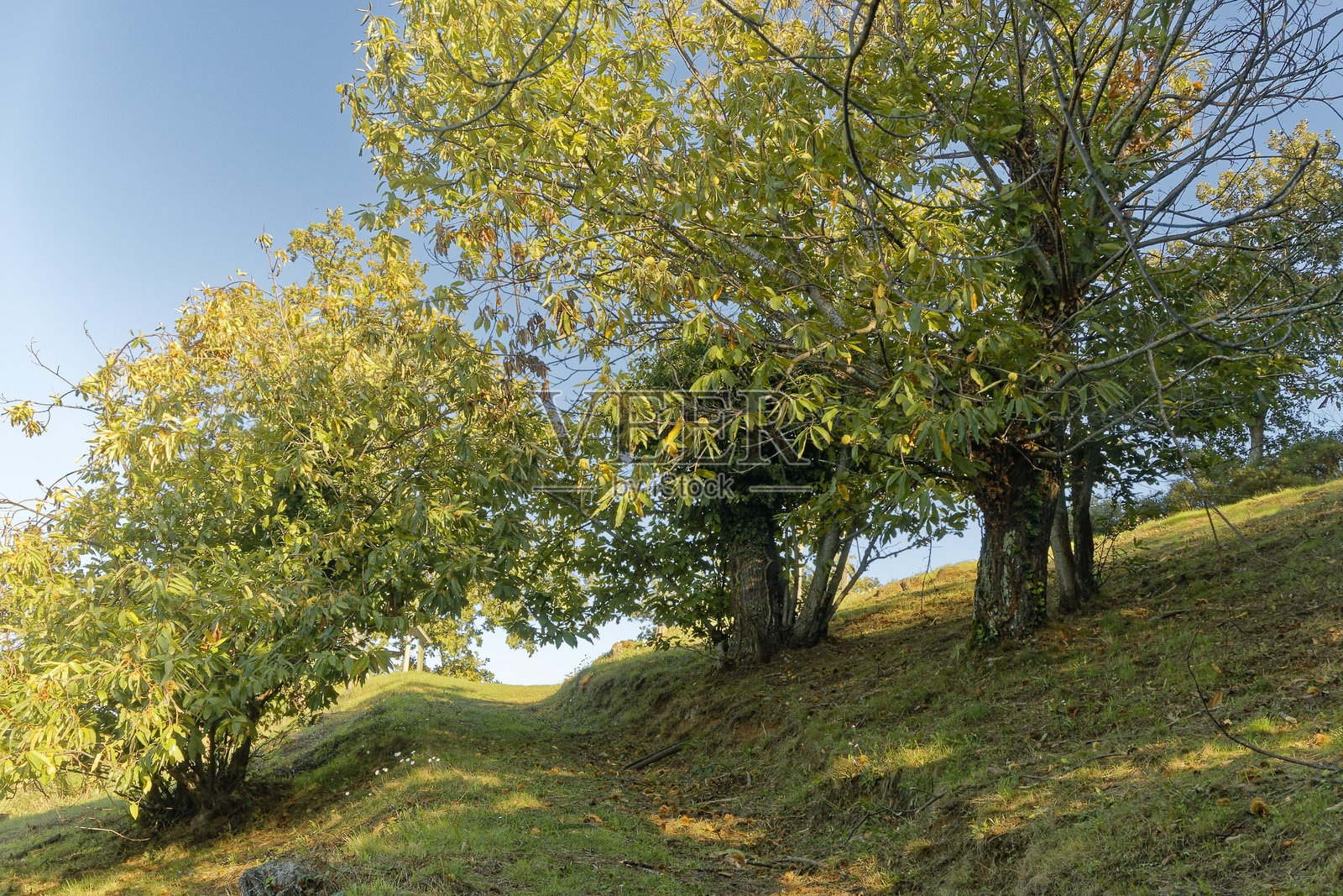 靠近科洛布里耶尔的果园里的栗树照片摄影图片