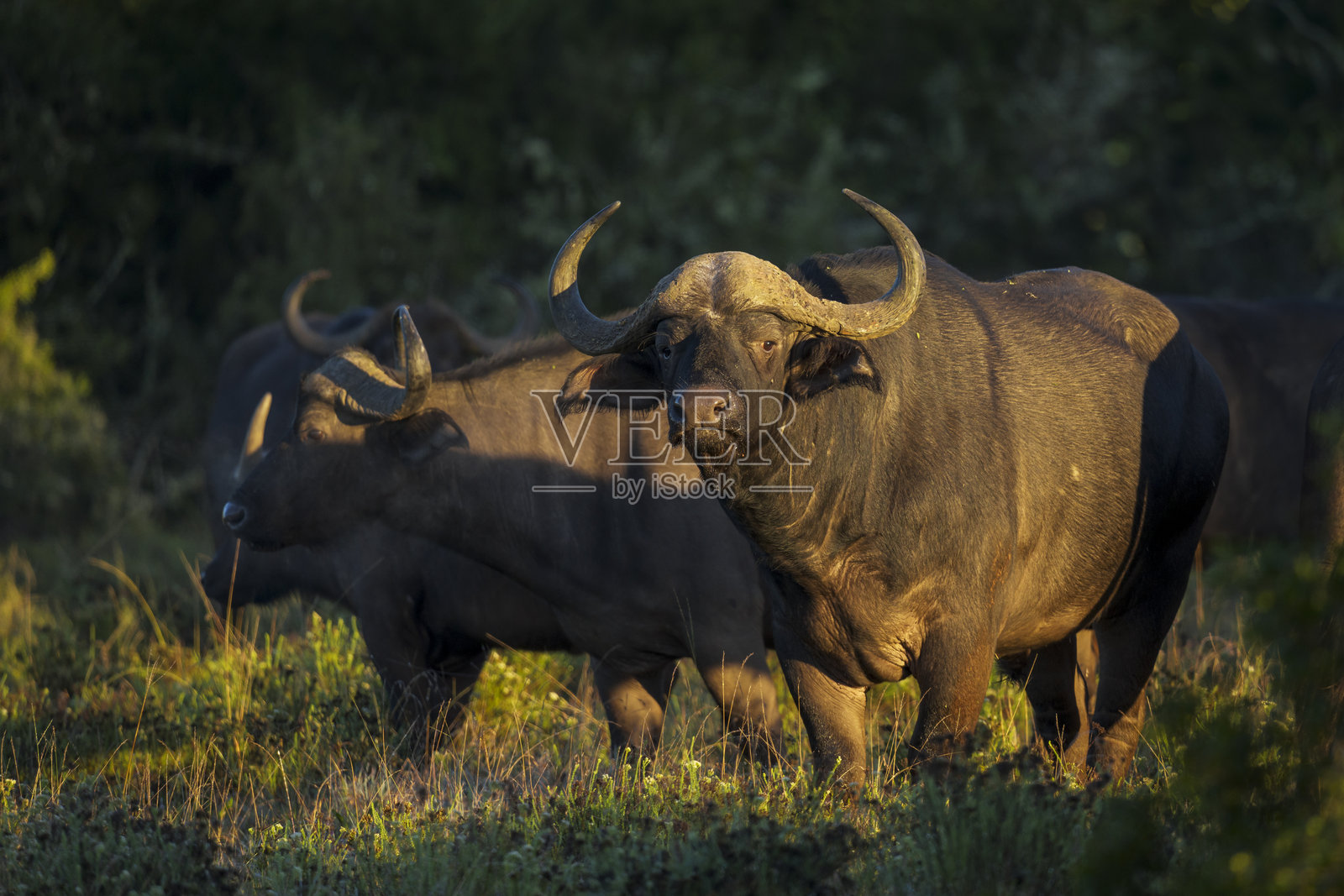 一头非洲水牛（Syncerus caffer）在南非东开普省的格克贝哈附近的金色光线中警觉地站立。捕捉到它在自然栖息地中的野生美丽，展示了非洲动物的魅力。照片摄影图片