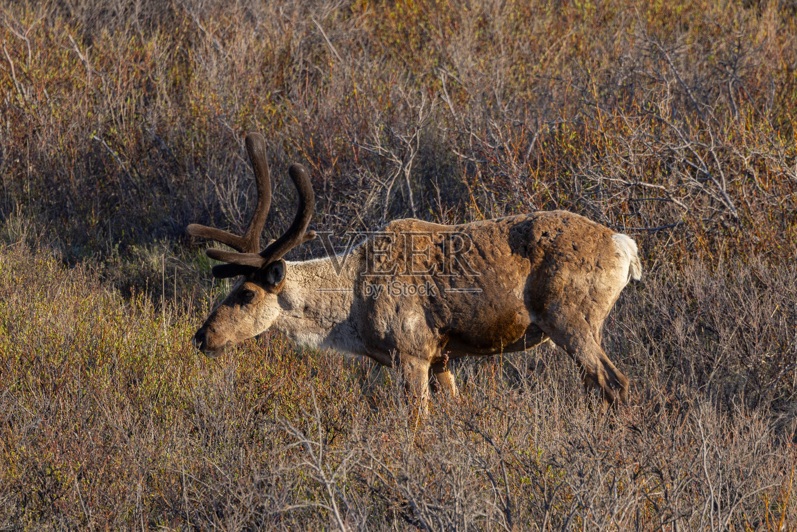 格兰特驯鹿，野生于阿拉斯加照片摄影图片