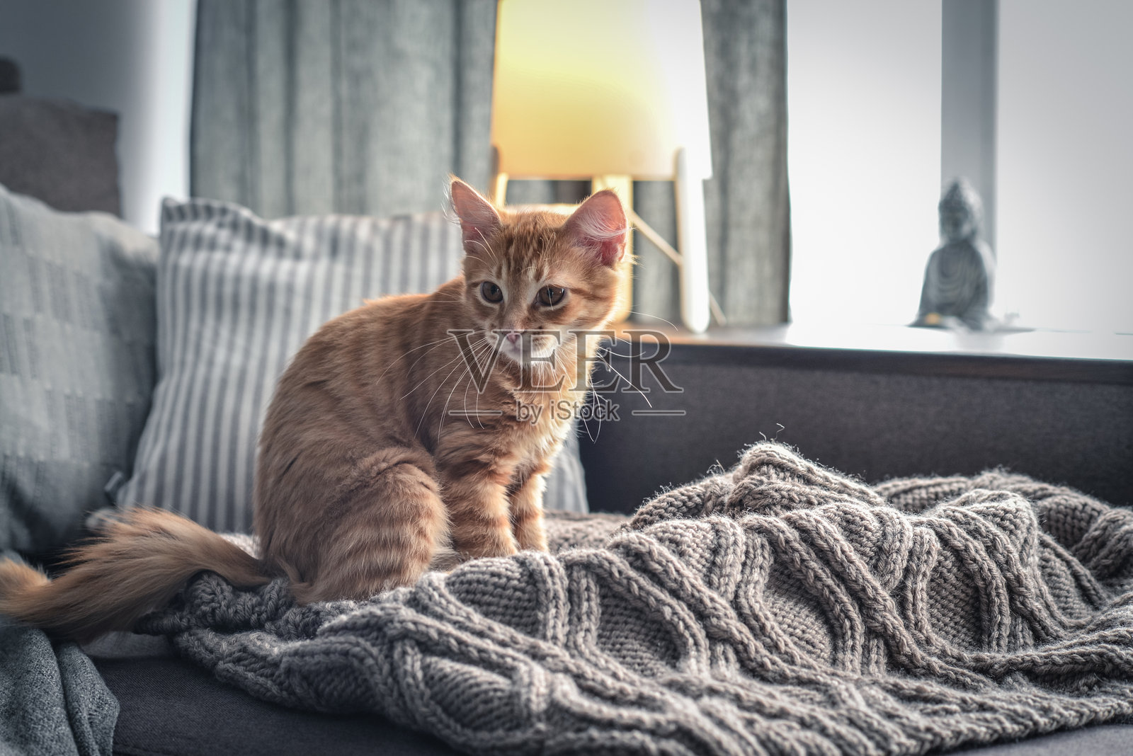 四个月大的姜黄色小猫照片摄影图片