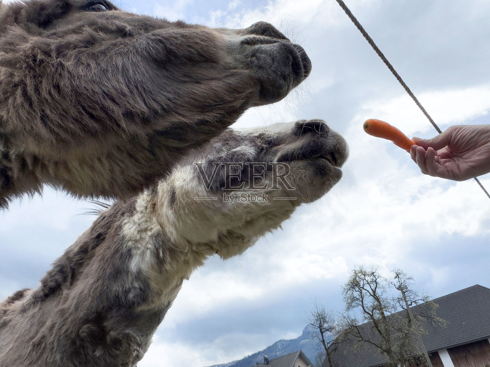 两只驴子在阴云密布的天空下伸手去够胡萝卜的特写镜头照片摄影图片