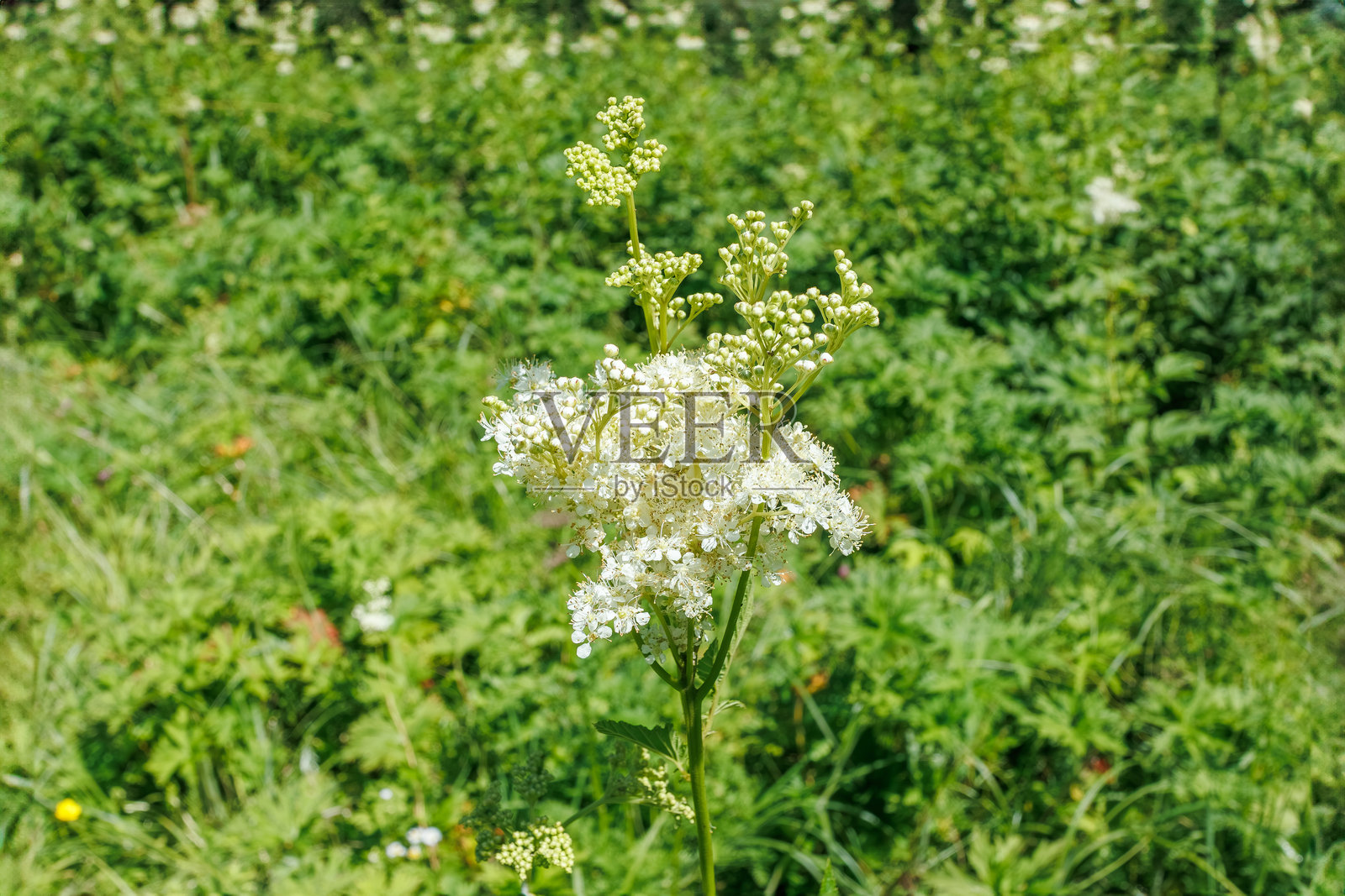 白花蛇舌草在绿色草地上开花照片摄影图片