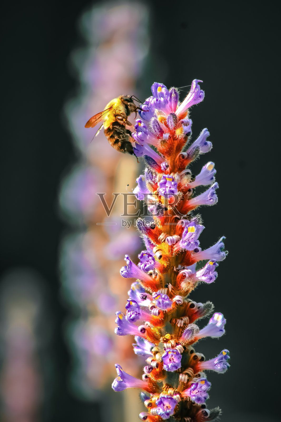 大黄蜂照片摄影图片