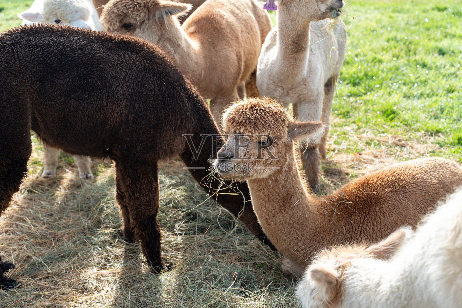 可爱的羊驼在阳光明媚的农场日子里安静地吃草。照片摄影图片