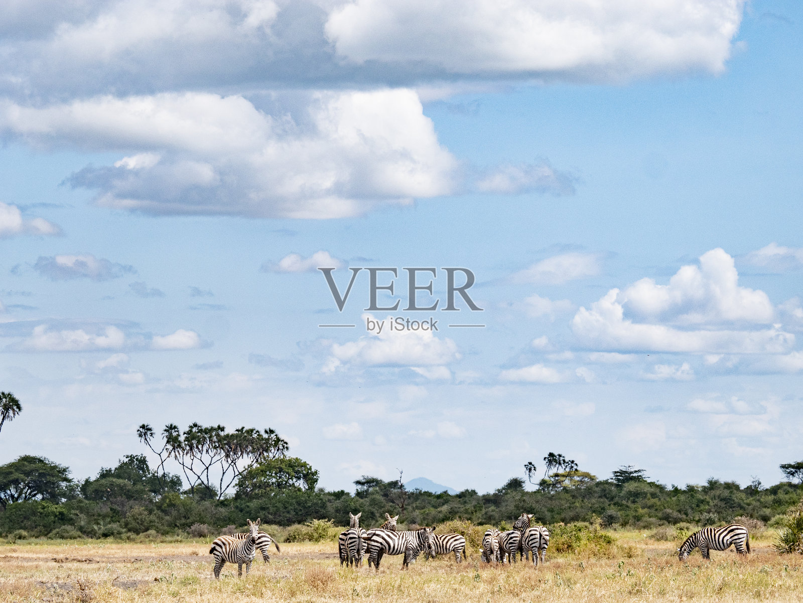 斑马在风景中的图像照片摄影图片