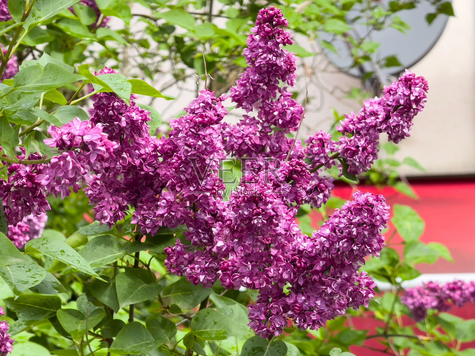 鲜艳的紫色丁香在郁郁葱葱的绿叶中绽放，阳光明媚的春日里。照片摄影图片