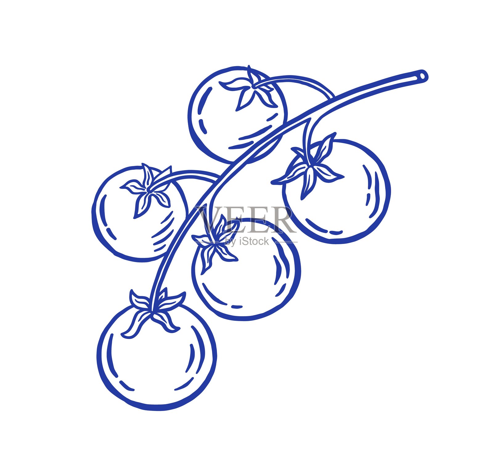 手绘番茄矢量插图。插画图片素材