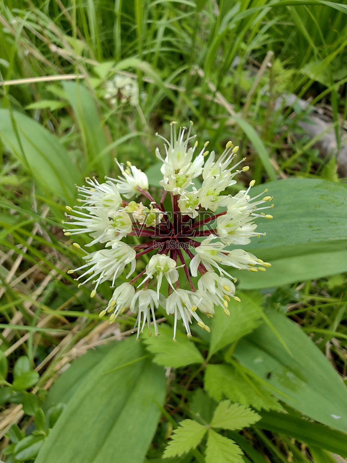 夏季郁郁葱葱的草地上盛开的野蒜，细腻的白色花朵特写。照片摄影图片