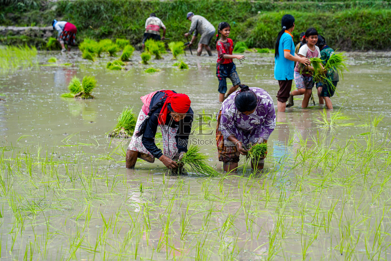 尼泊尔庆祝国家稻米节照片摄影图片