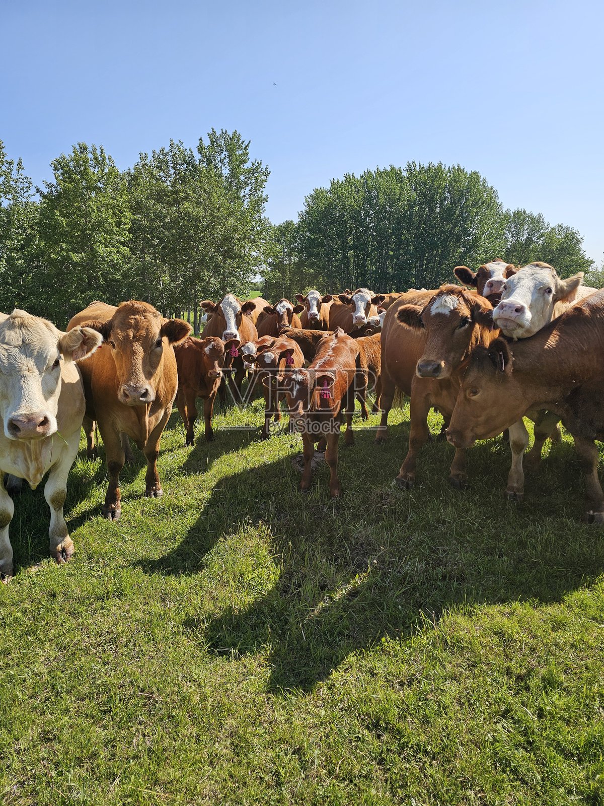 母牛与小牛在牧场上。照片摄影图片