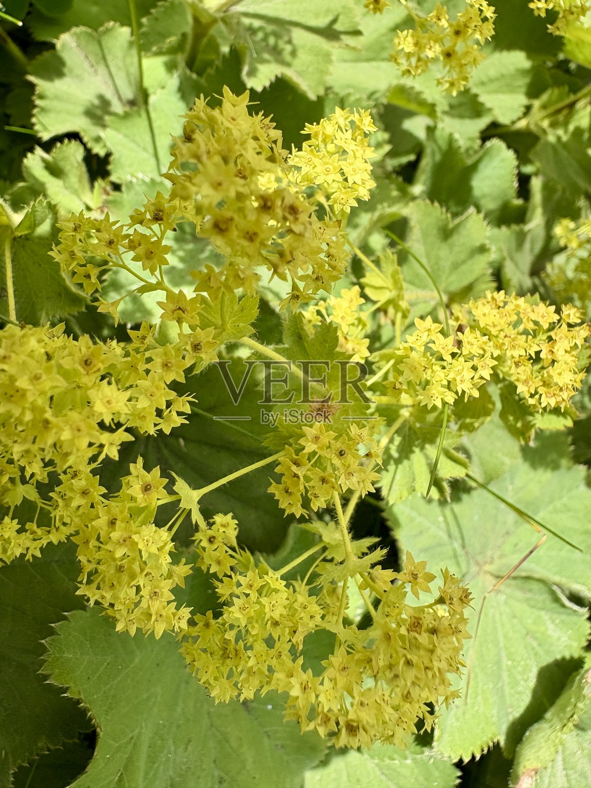 阳光明媚的夏天，特写的女士披风花照片摄影图片