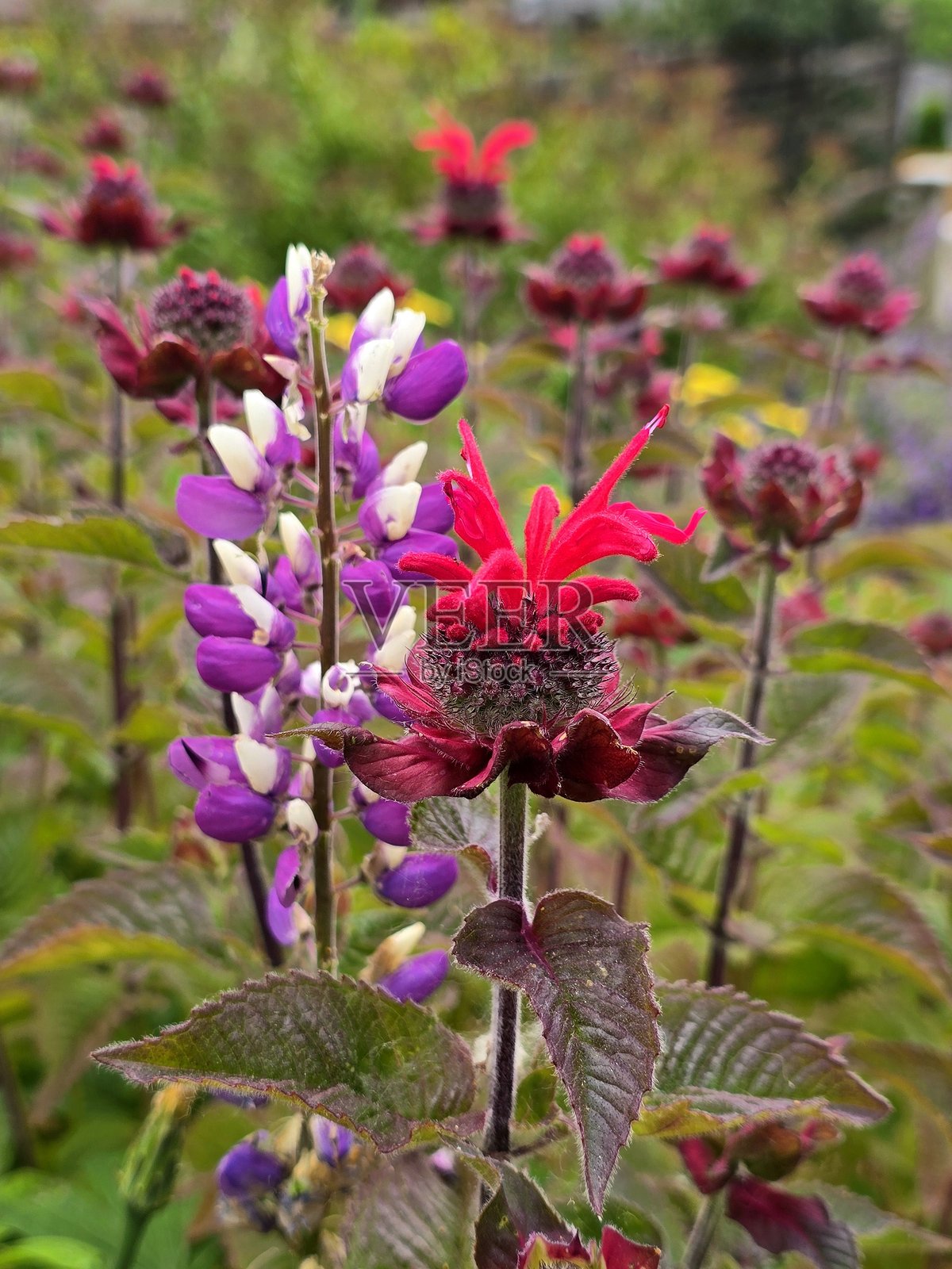 2025年6月18日阳光明媚的下午，伯纳比布伦特伍德的花卉和植物特写。照片摄影图片