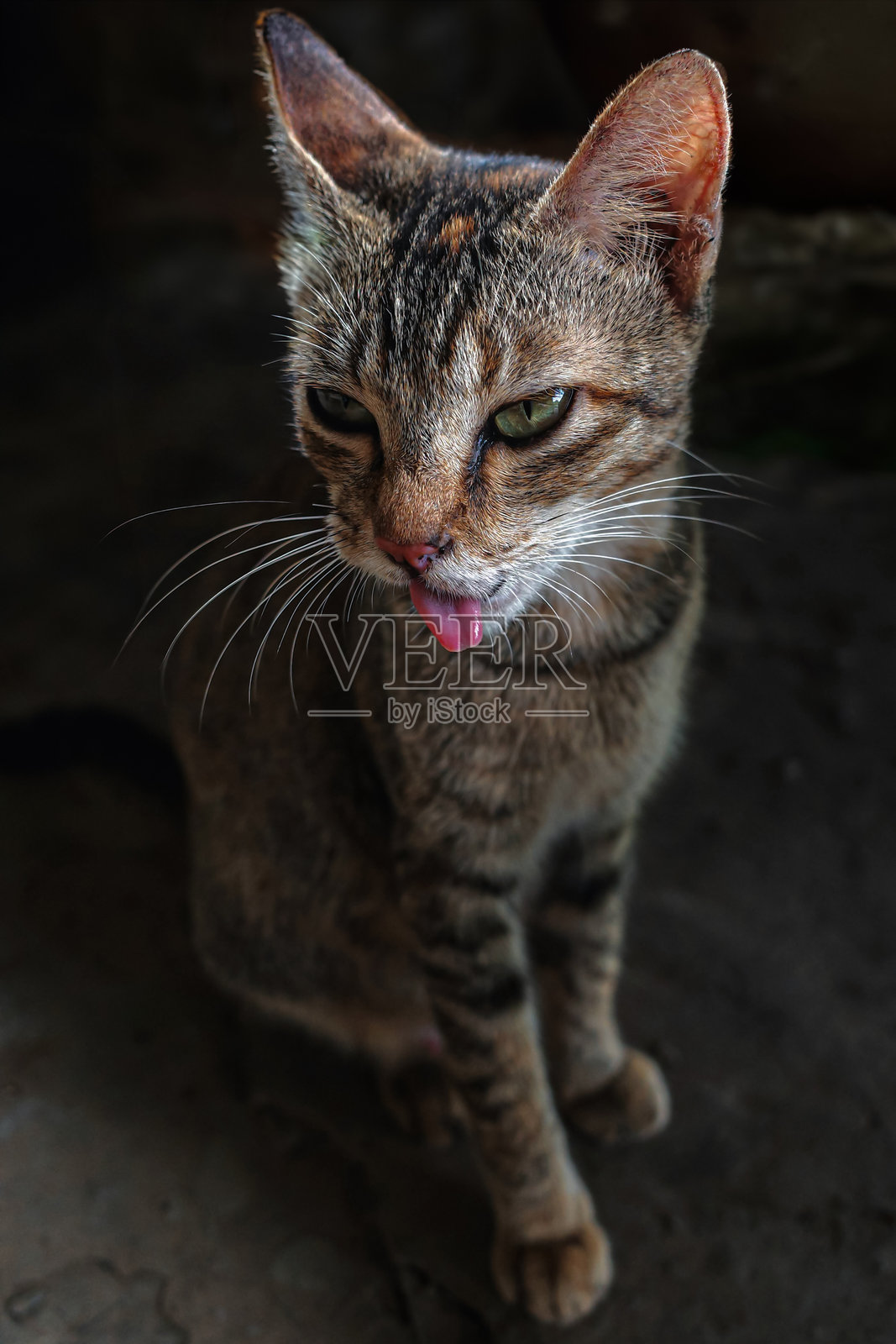 猫照片摄影图片