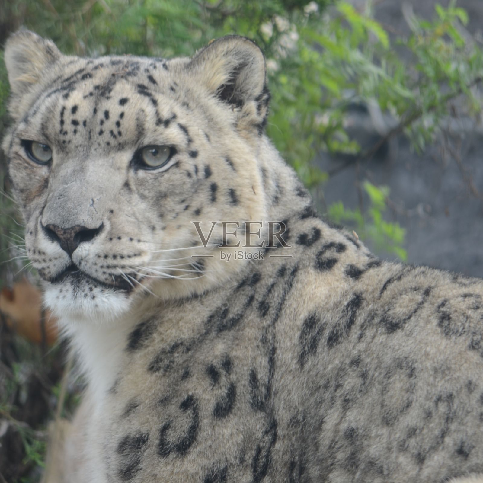 雪豹照片摄影图片