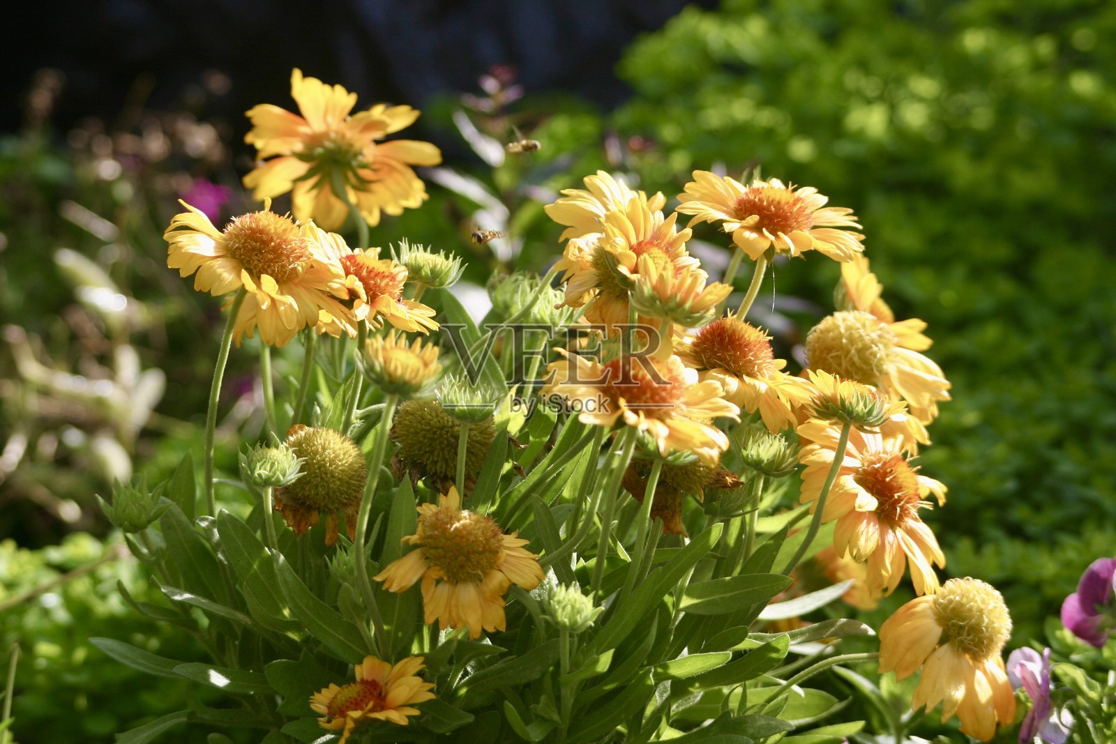 特写镜头展示了乡村花园中鲜艳的橙色普通毯花。照片摄影图片