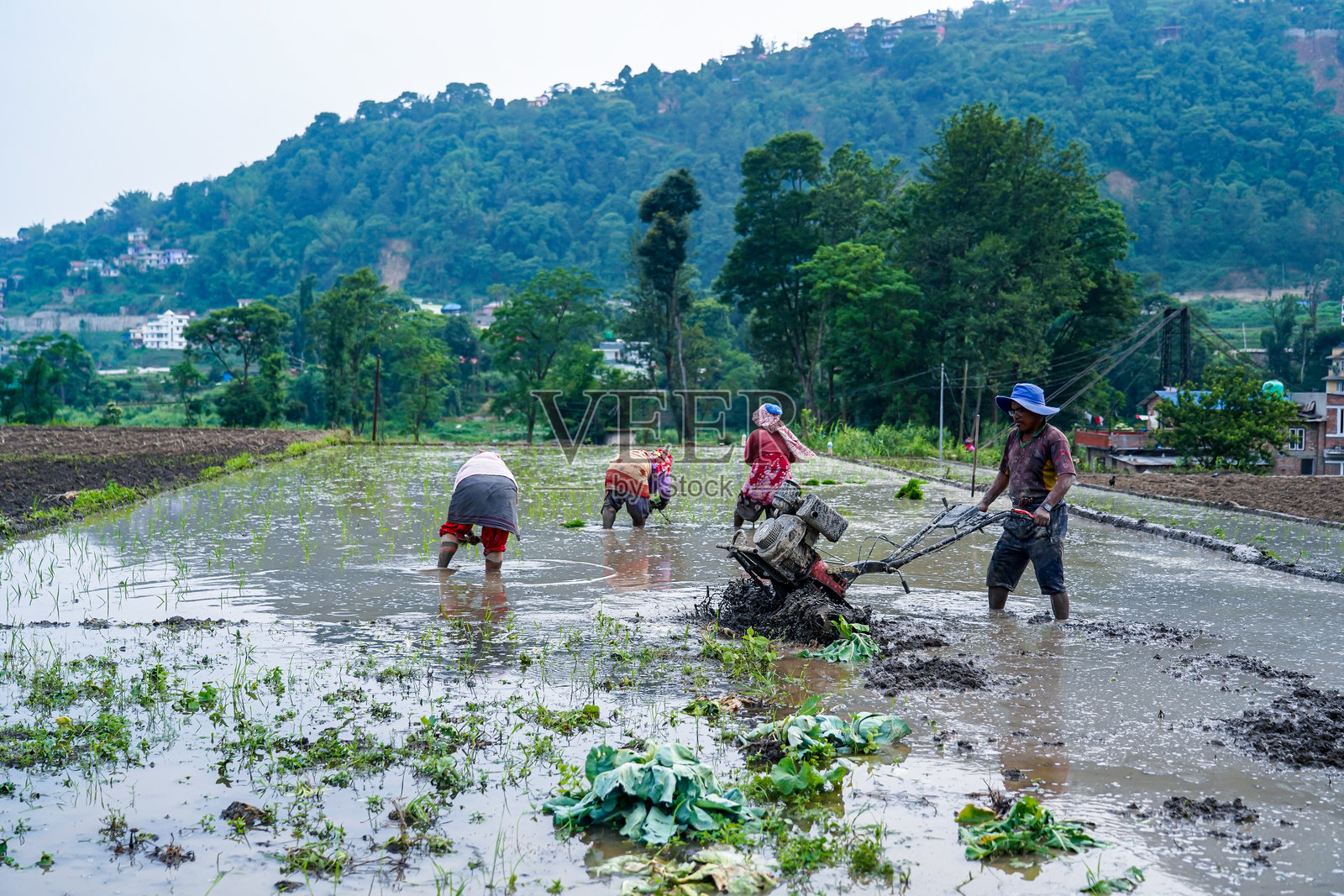 尼泊尔开始插秧照片摄影图片