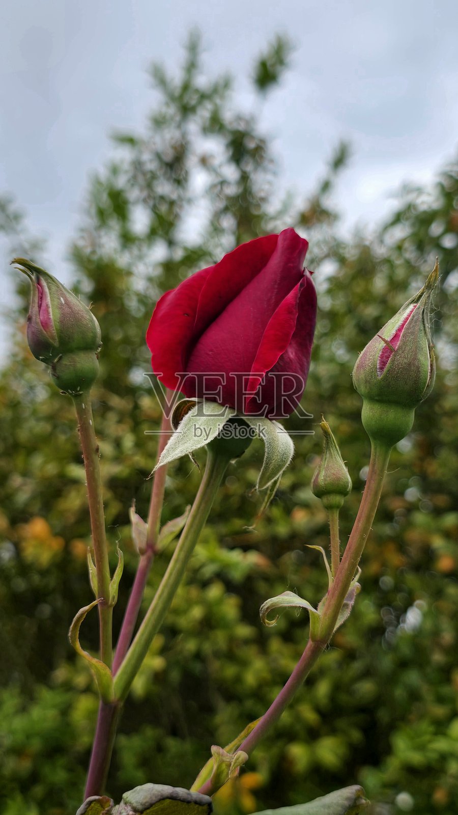 2025年6月18日阳光明媚的下午，伯纳比布伦特伍德的花卉和植物特写。照片摄影图片