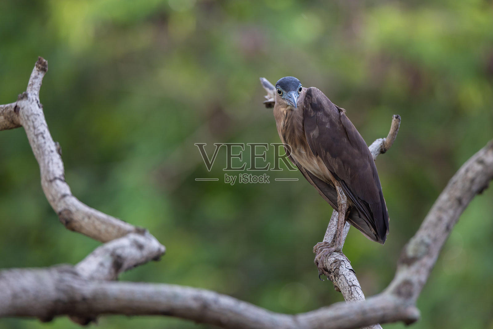 小苍鹭站在湖边的自然野生动物图像照片摄影图片