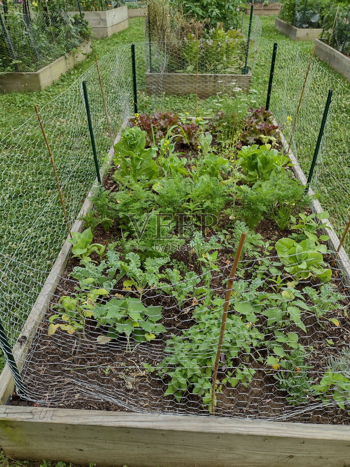 蔬菜花园照片摄影图片