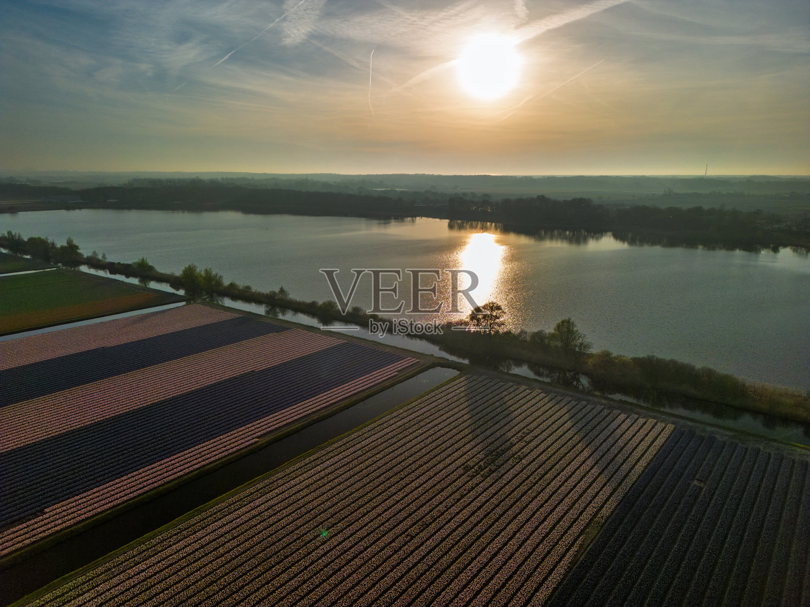 宁静的鸟瞰图，展示了日出时分盛开的花田与宁静的湖泊。金色阳光在水面上反射，营造出宁静而如画的荷兰风景。照片摄影图片