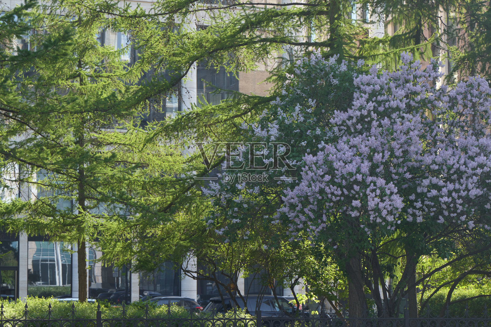 美丽而郁郁葱葱的春季风景，充满了生机勃勃的色彩绚丽的花朵和花卉照片摄影图片