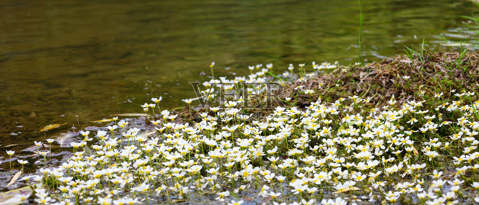一条白色花朵带，中央带有黄色花心，沿着河岸延伸，部分浸没在水中。照片摄影图片