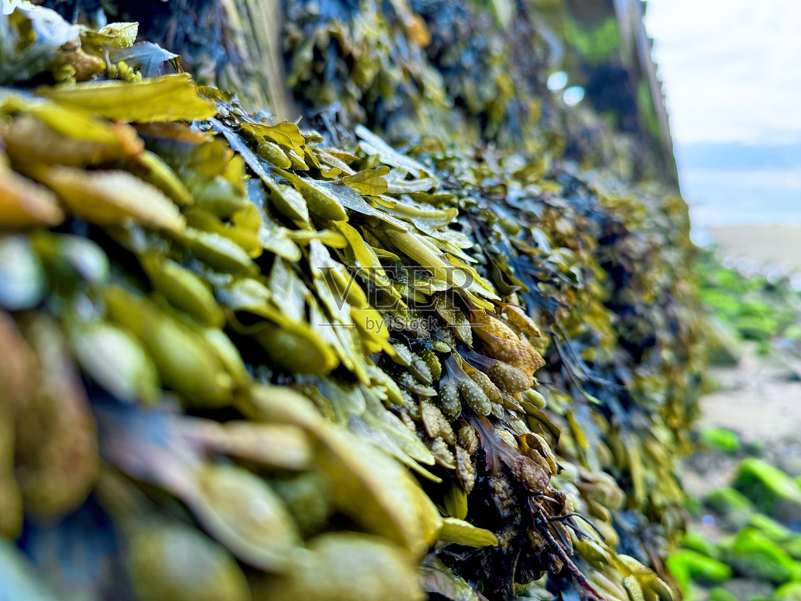 诺森伯兰郡布莱斯码头底部的鲜绿色海藻照片摄影图片