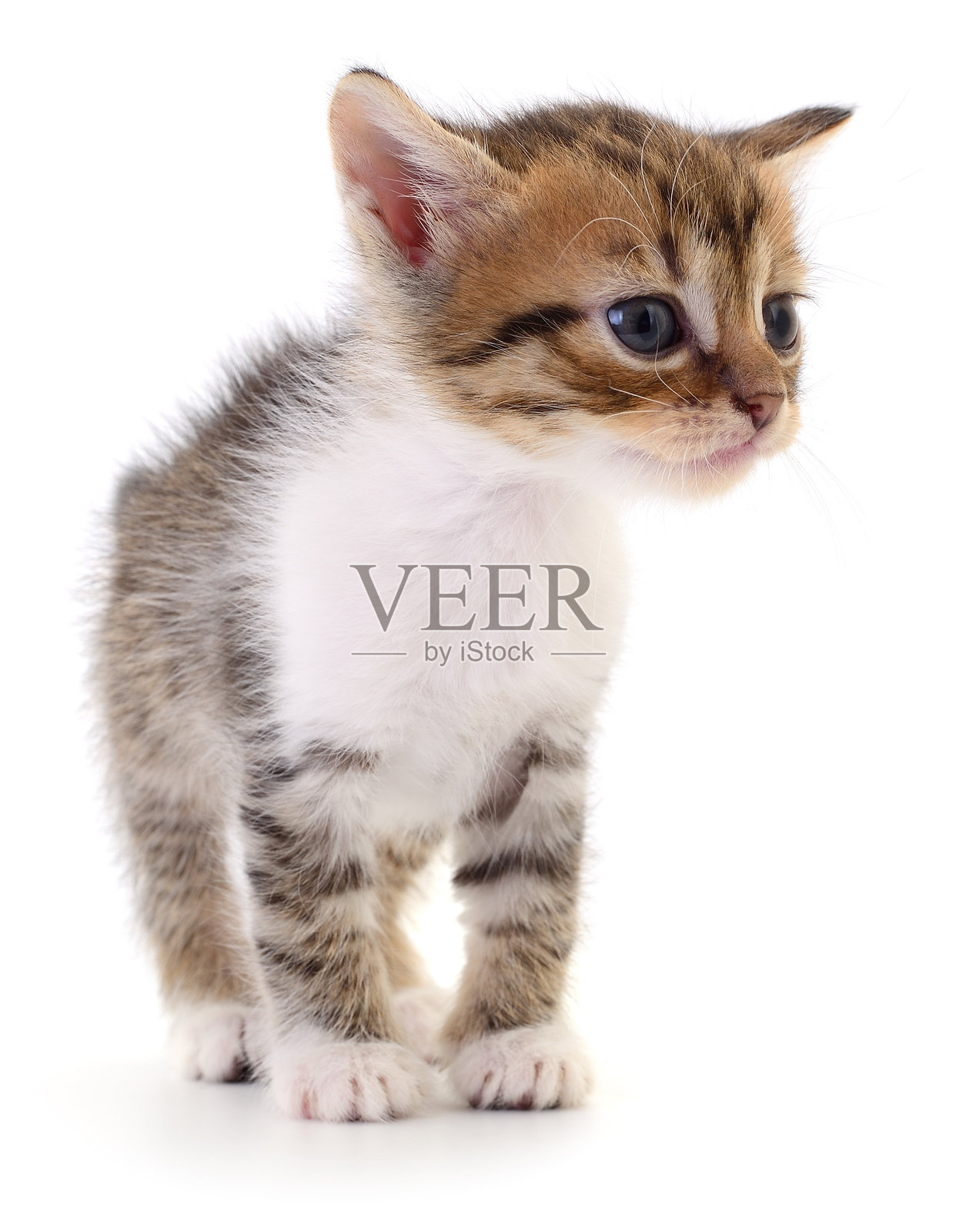 白色背景上的小猫。照片摄影图片