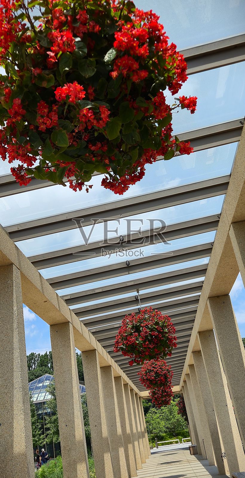 悬挂红花的小径照片摄影图片