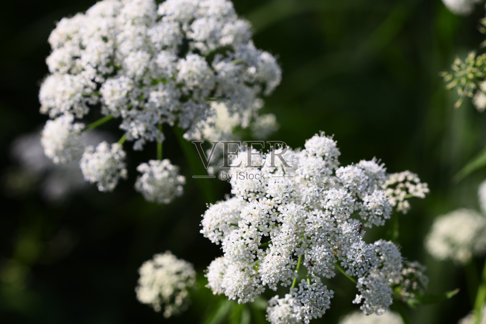 自然环境中白色花朵的特写照片摄影图片