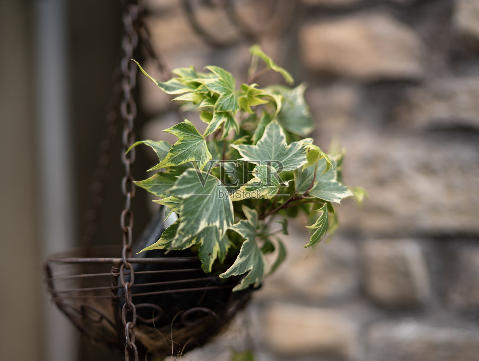 悬挂的优雅照片摄影图片